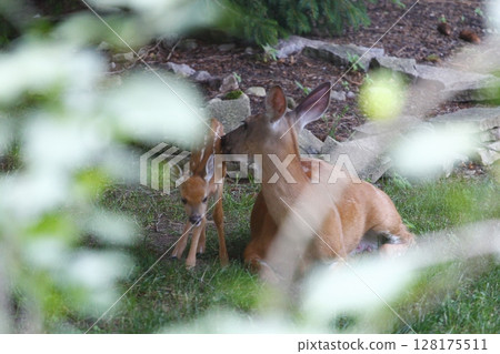 Suburban Deer with its Fawn 128175511
