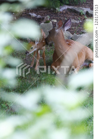 Suburban Deer with its Fawn 128175513