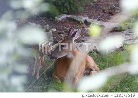 Suburban Deer with its Fawn Suburban Deer with its Fawn 128175519