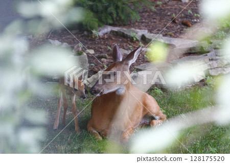 Suburban Deer with its Fawn Suburban Deer with its Fawn 128175520