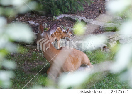 Suburban Deer with its Fawn 128175525