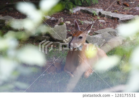 Suburban Deer with its Fawn Suburban Deer with its Fawn 128175531