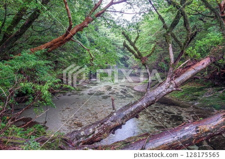 Yodogawa Valley, where gods reside, World Natural Heritage Site Yakushima (Summer 128175565