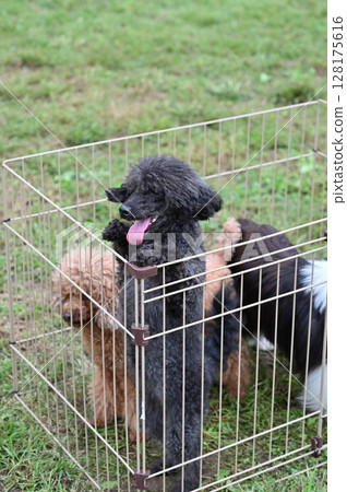 適合所有人的戶外活動:玩具貴賓犬和喜樂蒂牧羊犬 適合所有人的戶外活動:玩具貴賓犬和喜樂蒂牧羊犬 128175616