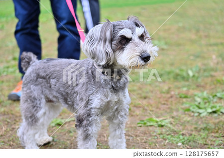 Miniature Schnauzer on a walk 128175657