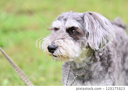 Cute miniature schnauzer close-up 128175823