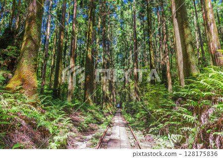 Cedar mountains and trolley tracks, Yakushima National Park (Summer) 128175836