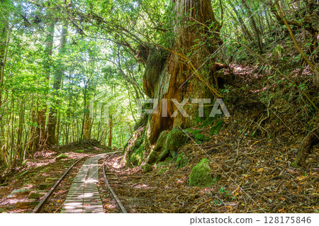 電車軌道 屋久杉屋久島國立公園（夏季） 128175846
