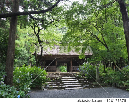 阿彌陀寺仁王門的繡球花盛開（山口縣防府市） 128175876