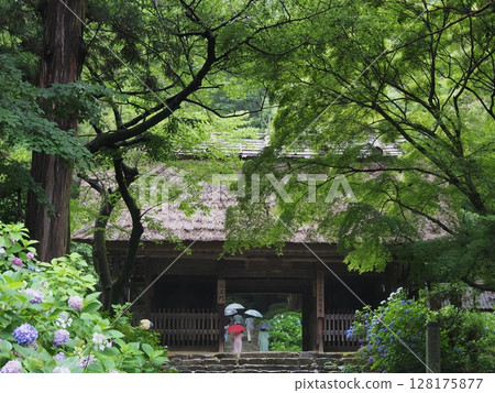Hydrangeas blooming in the rain at the Niomon Gate of Amidaji Temple (Hofu City, Yamaguchi Prefecture) 128175877