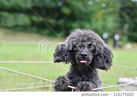 帶著可愛微笑的玩具貴賓犬 帶著可愛微笑的玩具貴賓犬 128175882