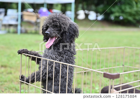 A cute smiling toy poodle A cute smiling toy poodle 128175884