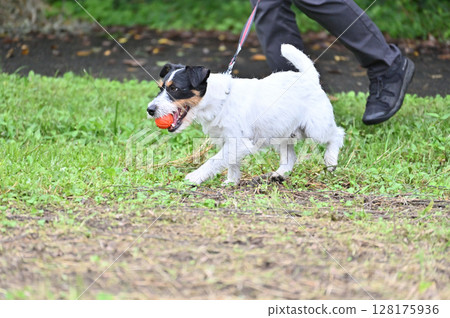My dog, Jack Russell Terrier, loves playing with balls My dog, Jack Russell Terrier, loves playing with balls 128175936