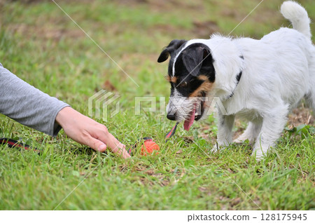 我的狗,傑克羅素梗,喜歡玩球 我的狗,傑克羅素梗,喜歡玩球 128175945