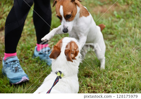 友善的傑克羅素梗犬 Wanpro 128175979