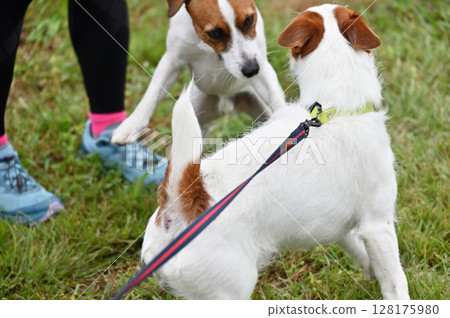 友善的傑克羅素梗犬 Wanpro 128175980