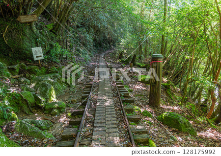 Kusugawa Branch Trolley Track Yakushima National Park (Summer Kusugawa Branch Trolley Track Yakushima National Park (Summer 128175992