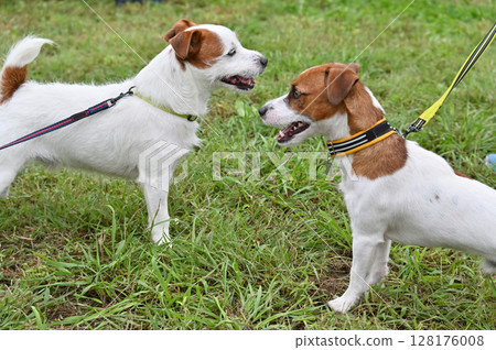 狗狗們的問候：兩隻傑克羅素梗犬 128176008