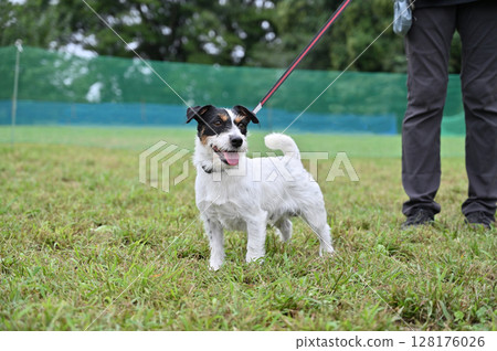 Walking with my dog Jack Russell Terrier 128176026