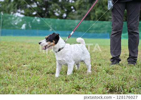 Walking with my dog Jack Russell Terrier 128176027