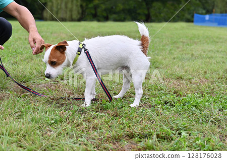 Walking with my dog Jack Russell Terrier 128176028