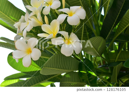 beautiful white frangipani flower blooming in springtime, natural background 128176105