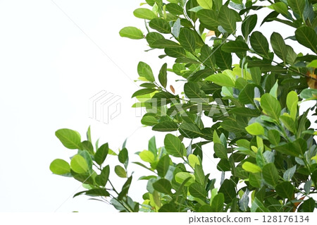 beautiful green leaf texture in springtime, water drop on leaves beautiful green leaf texture in springtime, water drop on leaves 128176134