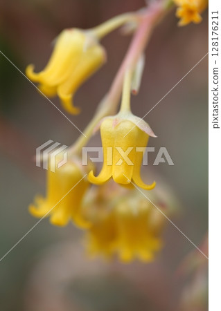 Yellow echeveria flower Yellow echeveria flower 128176211