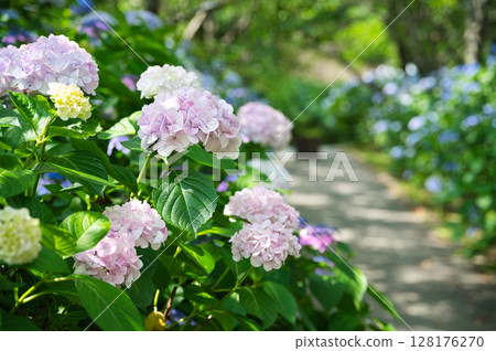 A bright path with hydrangeas on a sunny day 128176270