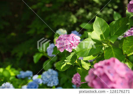 Hydrangea blooming in the clear of the rainy season 128176271