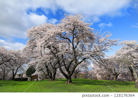 四和山公園的櫻花 128176364
