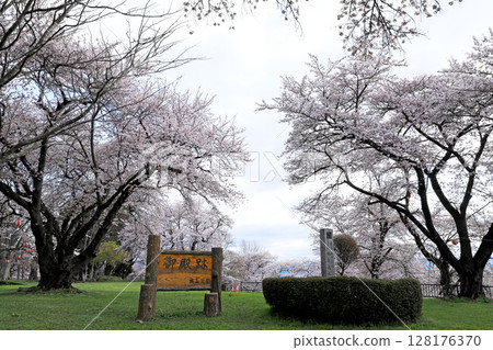 四和山公園的櫻花 128176370