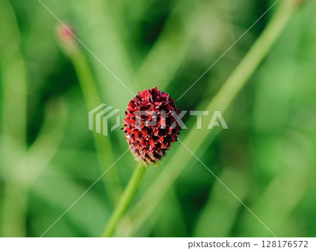 血紅素凋謝後 128176572