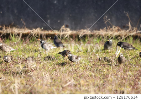 Starling searching for food and eating Starling searching for food and eating 128176614
