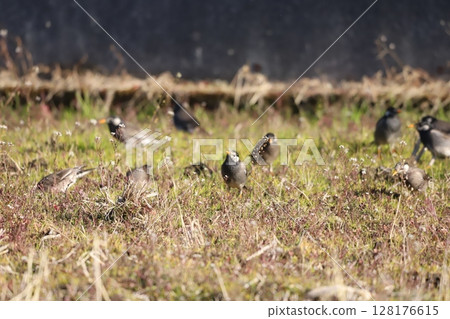 Starling searching for food and eating 128176615