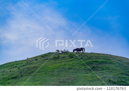 （宮崎縣久間市）土井岬：黃昏時分，野馬在山坡上吃草 128176763