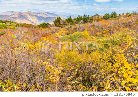 Autumn leaves at Mount Kurikoma and Sugawa Plateau in Akita 128176940