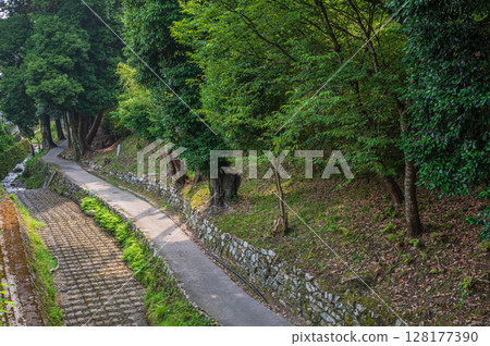 Forest scenery near Sakamoto Station on the Hiei Mountain Sakamoto Cable Line 128177390
