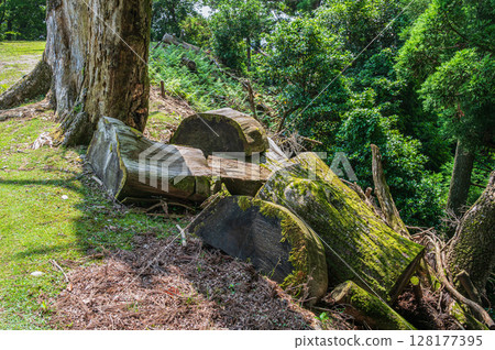 Mountain forest scenery of Mt. Hiei, Otsu City, Shiga Prefecture 128177395