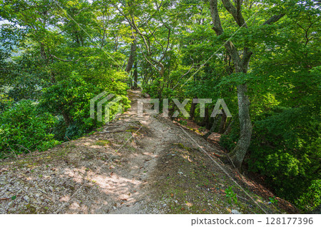 Mountain forest scenery of Mt. Hiei, Otsu City, Shiga Prefecture 128177396