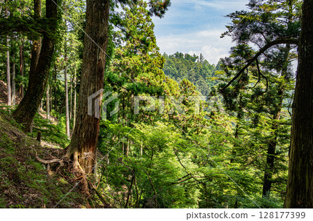 Mountain forest scenery of Mt. Hiei, Otsu City, Shiga Prefecture 128177399