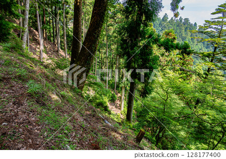 Mountain forest scenery of Mt. Hiei, Otsu City, Shiga Prefecture 128177400