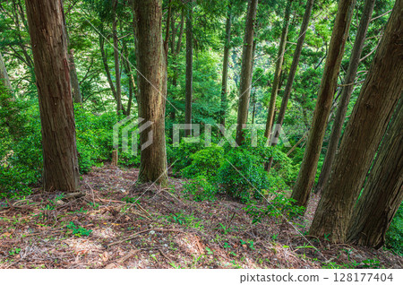 Mountain forest scenery of Mt. Hiei, Otsu City, Shiga Prefecture 128177404