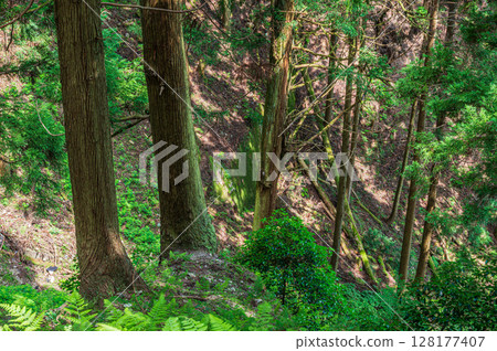 滋賀縣大津市比叡山的山林風光 滋賀縣大津市比叡山的山林風光 128177407