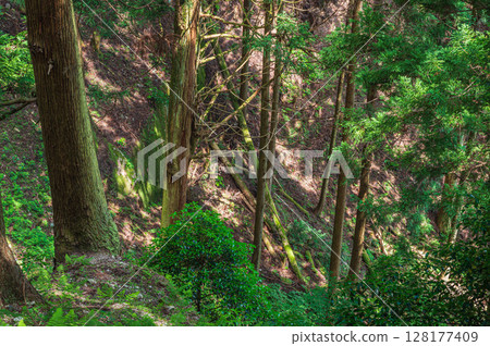 Mountain forest scenery of Mt. Hiei, Otsu City, Shiga Prefecture Mountain forest scenery of Mt. Hiei, Otsu City, Shiga Prefecture 128177409