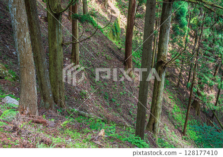 滋賀縣大津市比叡山的山林風光 128177410