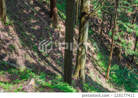 Mountain forest scenery of Mt. Hiei, Otsu City, Shiga Prefecture Mountain forest scenery of Mt. Hiei, Otsu City, Shiga Prefecture 128177411