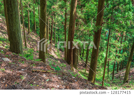 滋賀縣大津市比叡山的山林風光 128177415