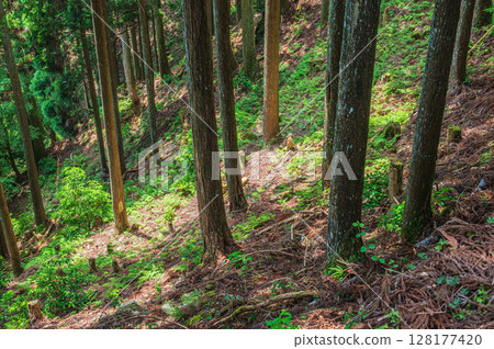 滋賀縣大津市比叡山的山林風光 128177420