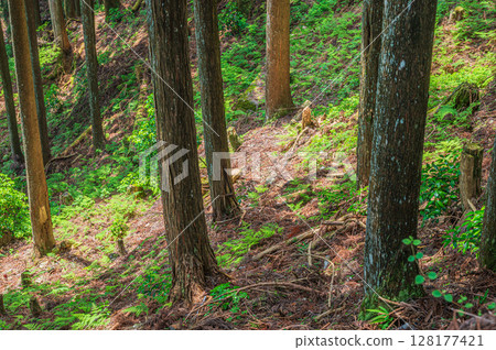 Mountain forest scenery of Mt. Hiei, Otsu City, Shiga Prefecture 128177421